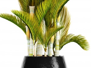 dypsis lutescens 3D Model