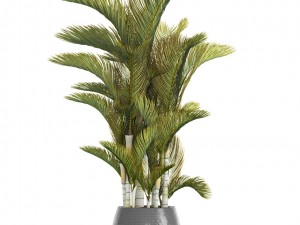 dypsis lutescens 3D Model