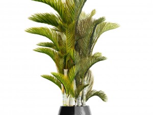 dypsis lutescens 3D Model