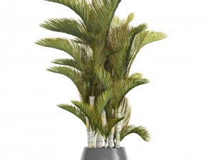 dypsis lutescens 3D Model