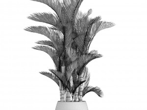 dypsis lutescens 3D Model
