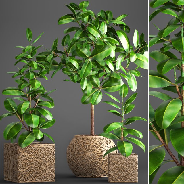 ficus robusta tree Modelo 3D .c4d .max .obj .3ds .fbx .stl .blend 