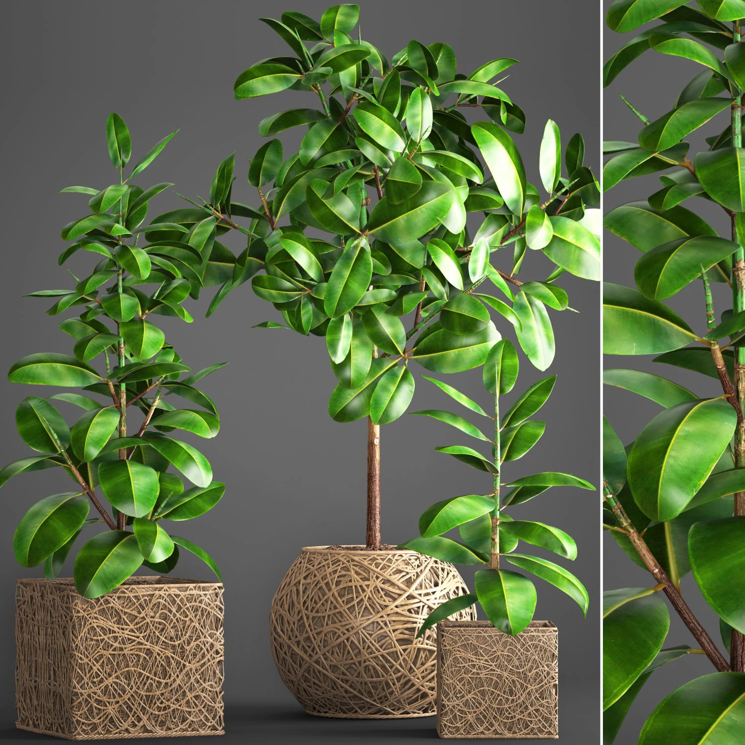ficus robusta tree 3D Model .c4d .max .obj .3ds .fbx .stl .blend 