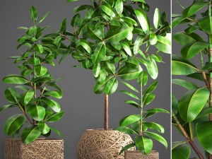 ficus robusta tree 3D Model