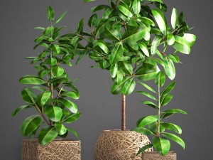 ficus robusta tree Modelo 3D