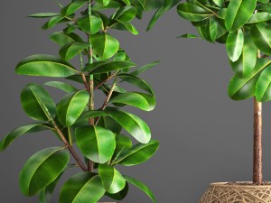ficus robusta tree Modelo 3D