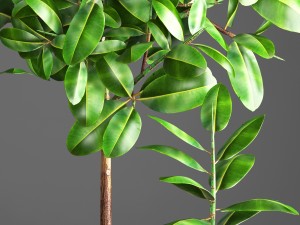 ficus robusta tree Modelo 3D