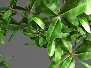 ficus robusta tree Modelo 3D