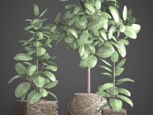 ficus robusta tree Modelo 3D