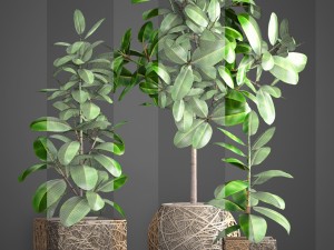 ficus robusta tree Modelo 3D