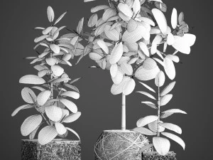 ficus robusta tree 3D Model