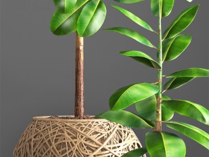 ficus robusta tree Modelo 3D