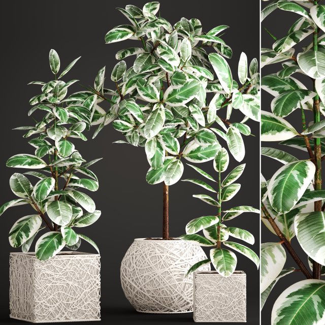 ficus robusta tree 3D Model .c4d .max .obj .3ds .fbx .stl .blend 