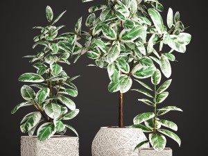 ficus robusta tree 3D Model