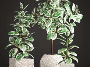 ficus robusta tree 3D Model