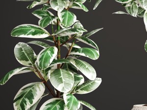 ficus robusta tree 3D Model