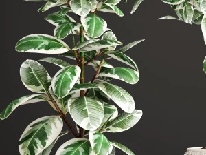 ficus robusta tree 3D Model
