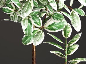 ficus robusta tree 3D Model