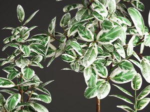 ficus robusta tree 3D Model