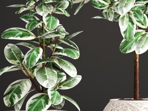 ficus robusta tree 3D Model