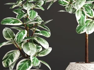ficus robusta tree 3D Model