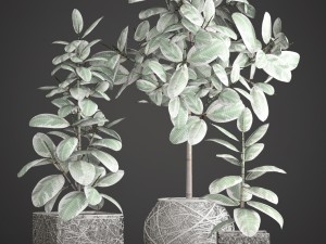 ficus robusta tree 3D Model