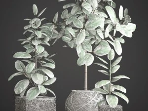 ficus robusta tree 3D Model