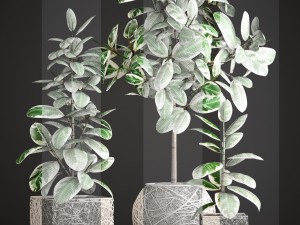 ficus robusta tree 3D Model