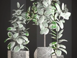 ficus robusta tree 3D Model