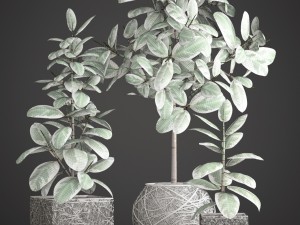 ficus robusta tree 3D Model