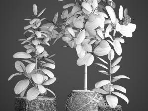 ficus robusta tree 3D Model