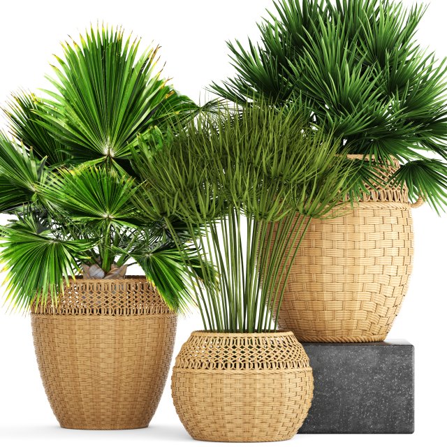 collection of palms Modello 3D .c4d .max .obj .3ds .fbx .stl .blend 