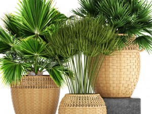 collection of palms 3D Model