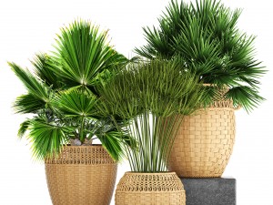 collection of palms Modello 3D