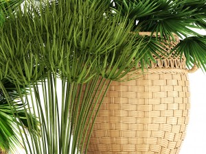 collection of palms Modello 3D