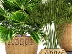 collection of palms Modello 3D