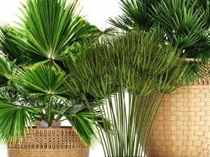 collection of palms Modello 3D