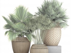 collection of palms Modello 3D