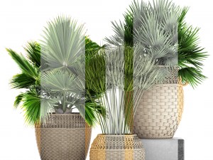 collection of palms Modello 3D
