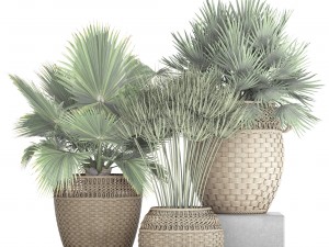 collection of palms Modello 3D