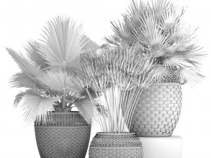 collection of palms Modello 3D
