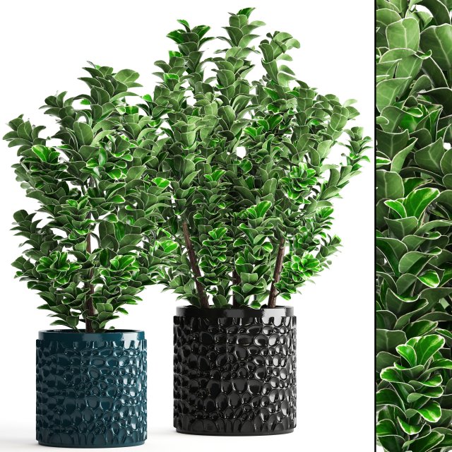 plant in pot euonymus 3D Modell .c4d .max .obj .3ds .fbx .stl .blend 