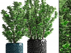 plant in pot euonymus 3D 모델