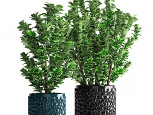 plant in pot euonymus 3D Modell