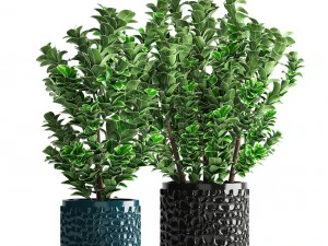 plant in pot euonymus 3D Model