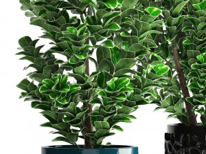plant in pot euonymus 3D Model