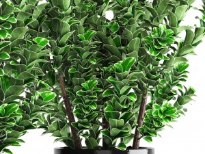 plant in pot euonymus 3D Modell