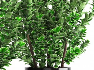 plant in pot euonymus 3D Model