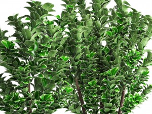 plant in pot euonymus 3D Modell