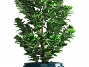 plant in pot euonymus 3D Model